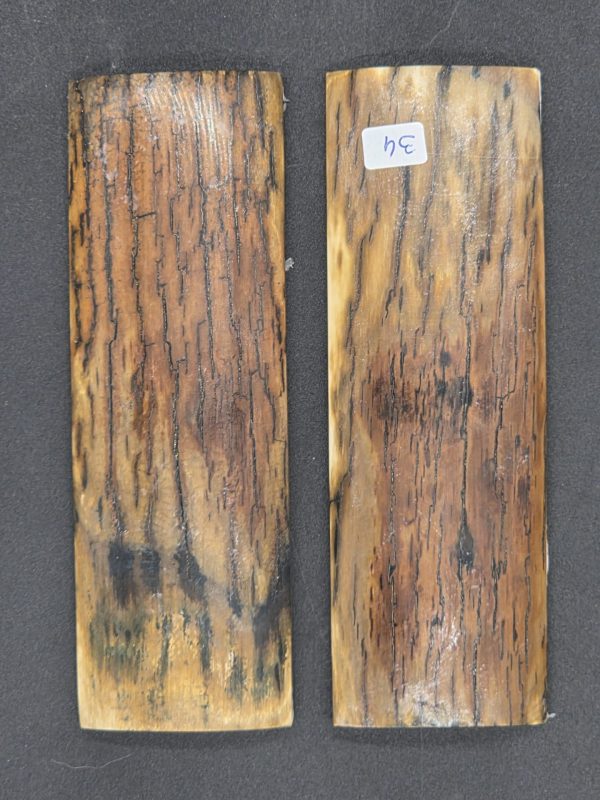 Écaille de mammouth – Image 4