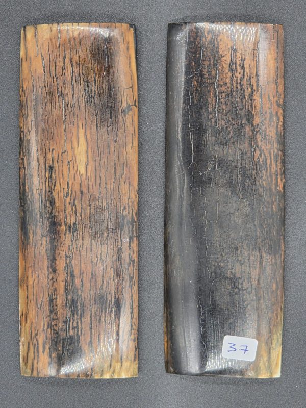 Écaille de mammouth – Image 6