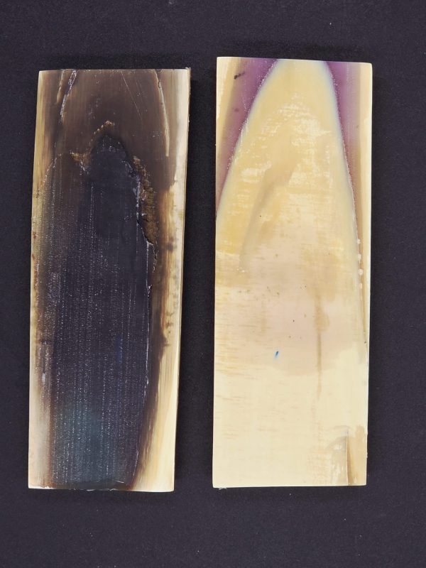 Écaille de mammouth – Image 3