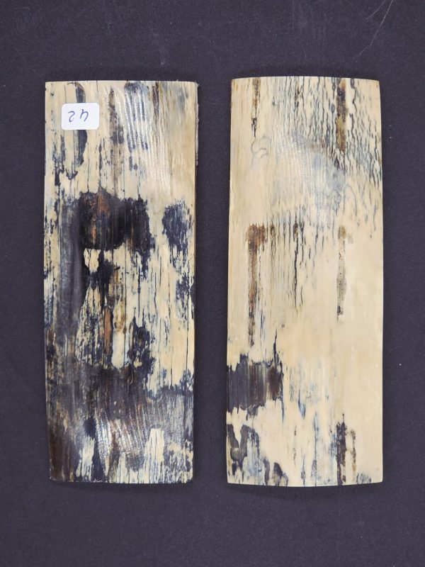 Écaille de mammouth – Image 3