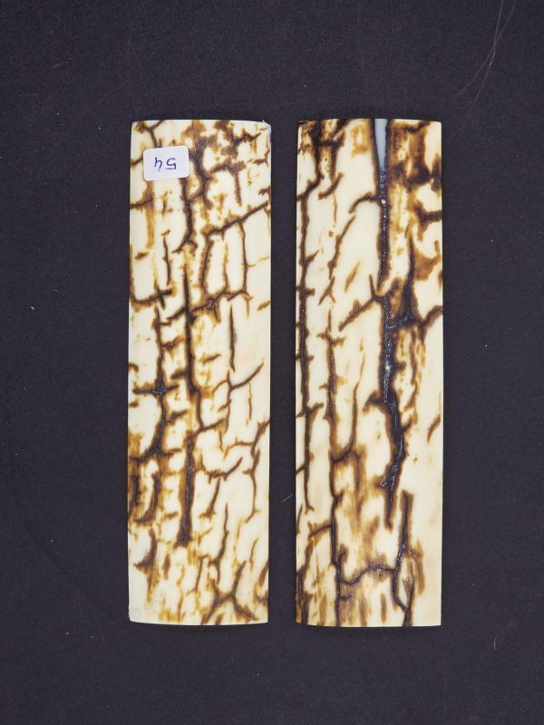 Écaille de mammouth – Image 2