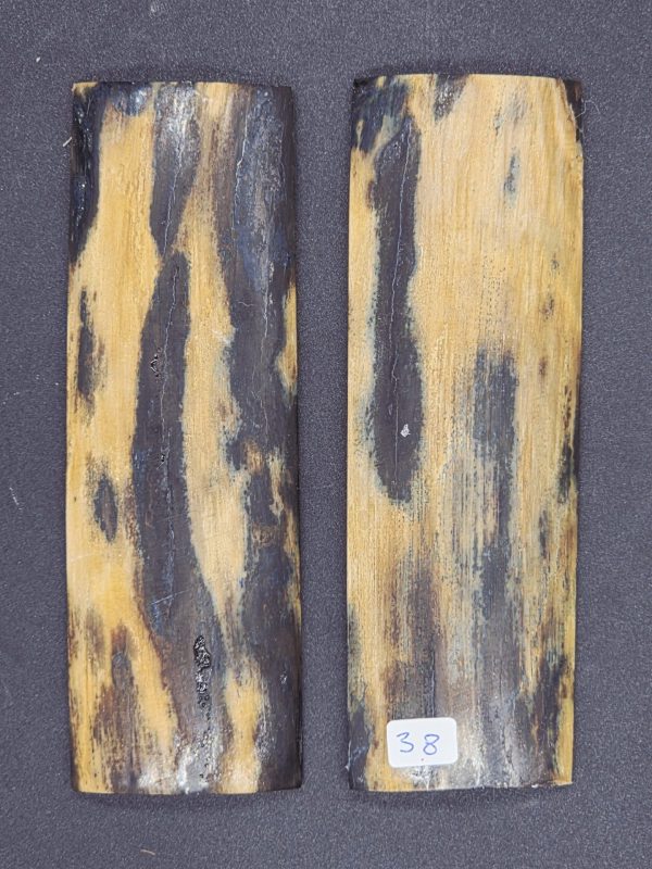 Écaille de mammouth – Image 3