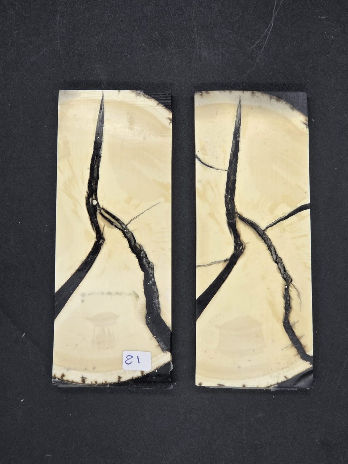 Tranche d’ivoire de mammouth stabilisés