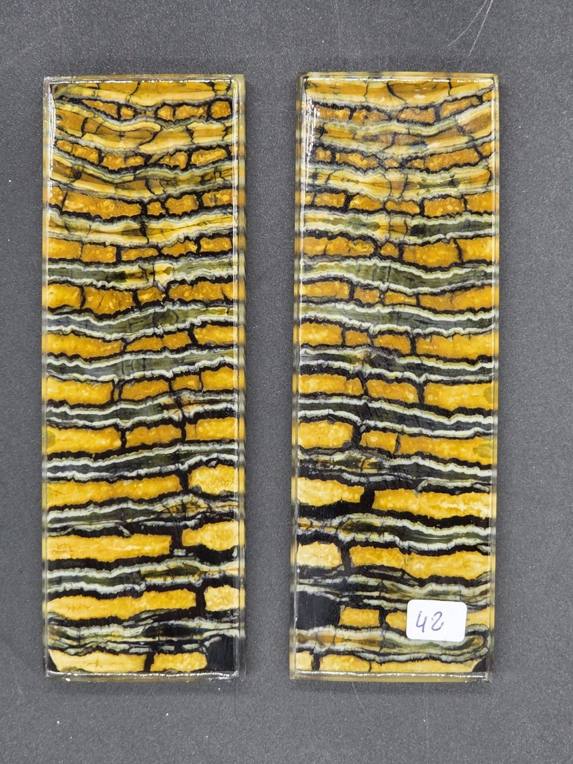 Molaire de mammouth stabilisée