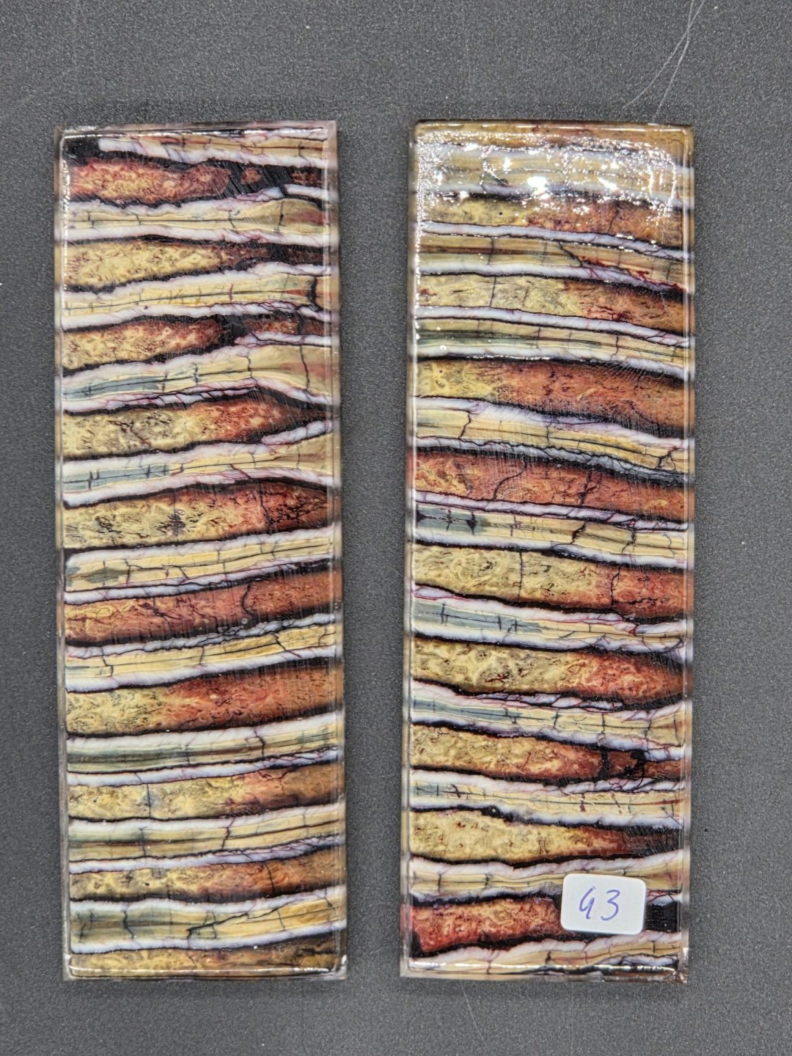 Molaire de mammouth stabilisée