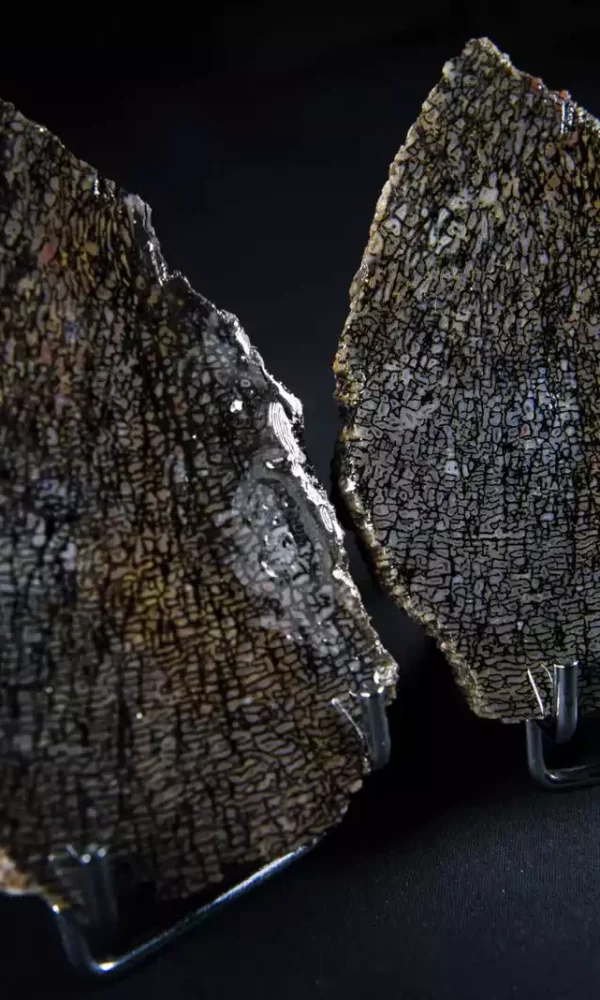 Os-de-dinosaure-Stone-and-Bone-min